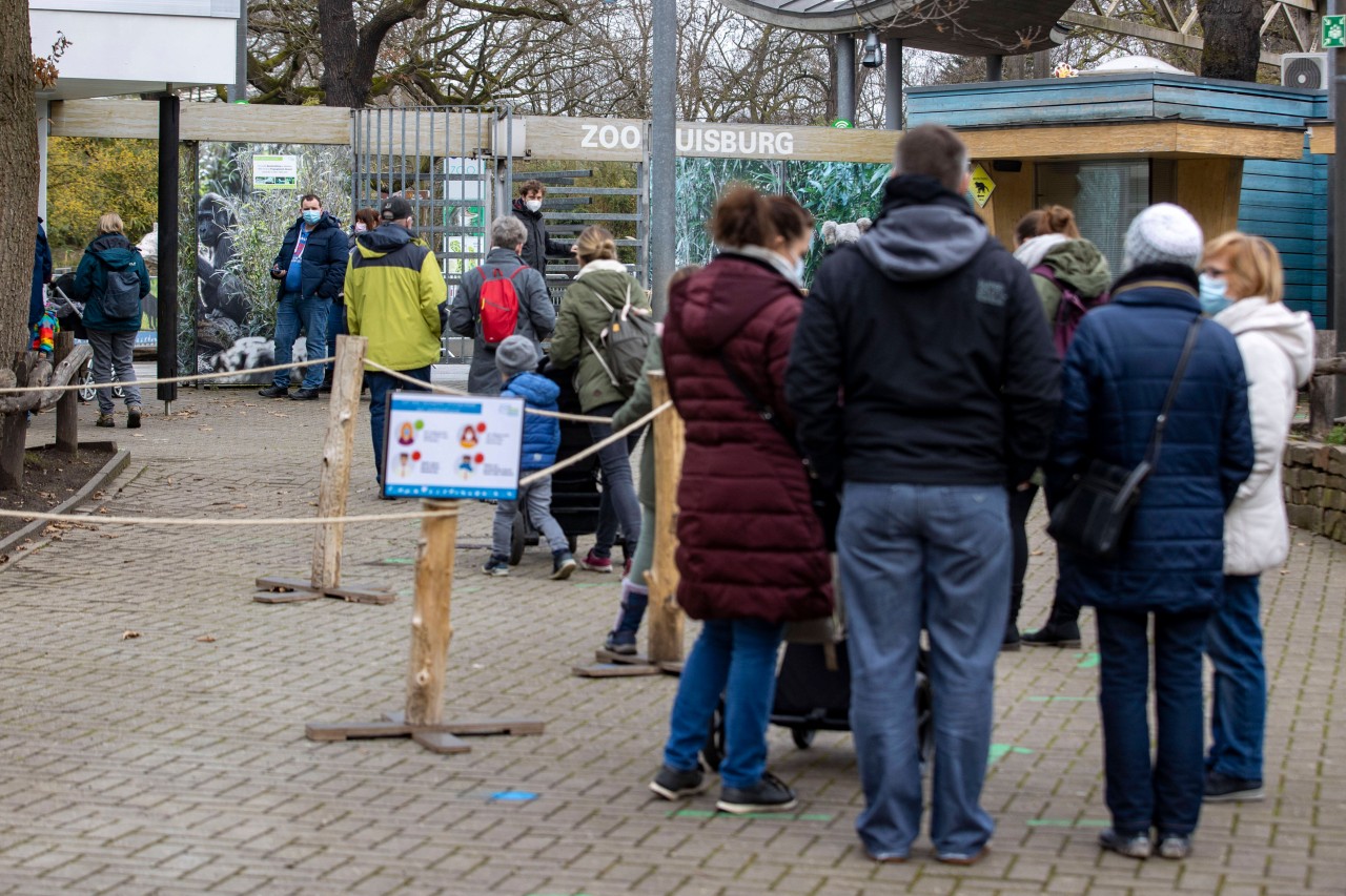 Zoo mit Hund in NRW: In Duisburg darf dein Hund nur an bestimmten Tag mit in den Zoo. (Symbolbild) Zoo mit Hund in NRW: In Duisburg darf dein Hund nur an bestimmten Tag mit in den Zoo. (Symbolbild)